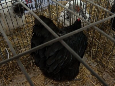 Australop sve popularniji na našem području