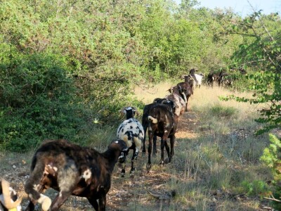 Autohtona istarska ovca pred izumiranjem