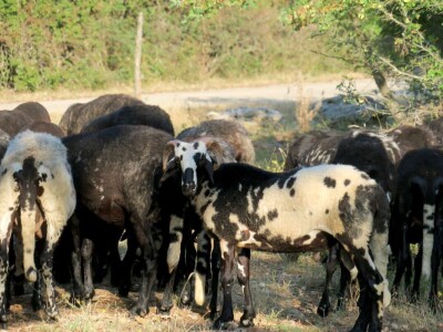 Autohtona istarska ovca pred izumiranjem