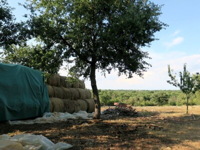 Autohtona istarska ovca pred izumiranjem