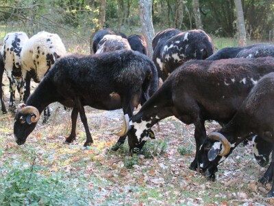 Autohtona istarska ovca pred izumiranjem