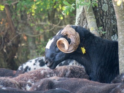 Autohtona istarska ovca pred izumiranjem