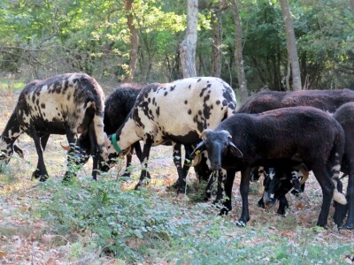 Autohtona istarska ovca pred izumiranjem