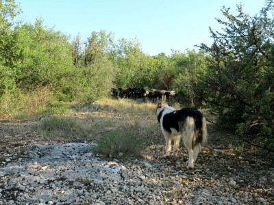 Autohtona istarska ovca pred izumiranjem