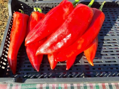 Autohtona paprika roga