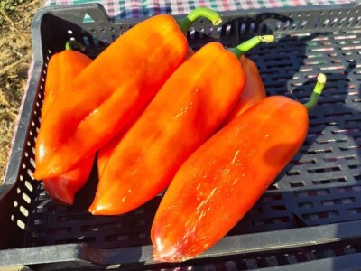 Autohtona paprika roga