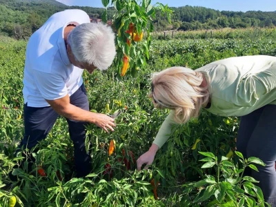Autohtona paprika roga