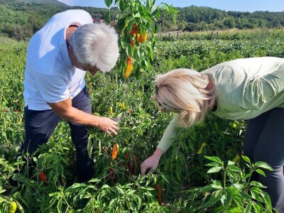 Autohtona paprika roga