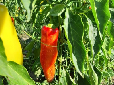 Autohtona paprika roga