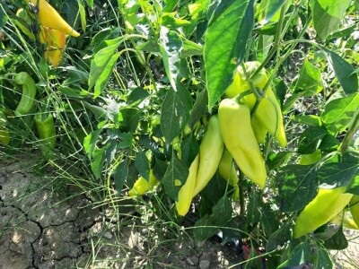 Autohtona paprika roga