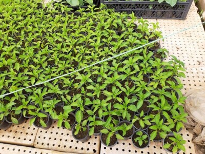 Autohtona paprika roga