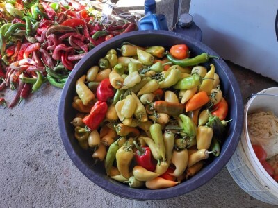 Autohtona paprika roga