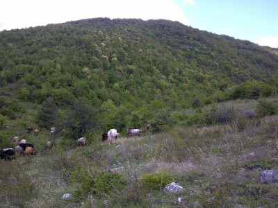 Autohtone rase su prilagođene uslovima sredine