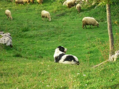 Čuvarica Ava (Luna)