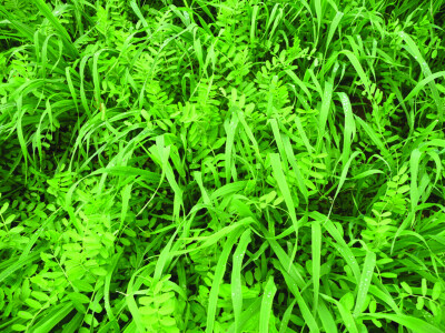 Nakon žetve pivarskog ječma, postrna sjetva za zelenu gnojidbu Nakon žetve pivarskog ječma, postrna sjetva za zelenu gnojidbu