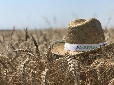 Axereal Complice pšenica Axereal Complice pšenica