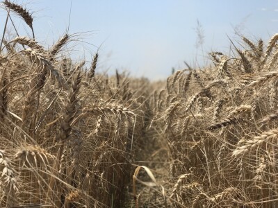 Axereal Complice pšenica Axereal Complice pšenica