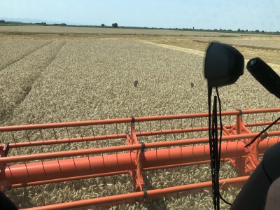 Axereal Complice pšenica Axereal Complice pšenica