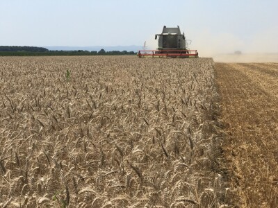 Axereal Complice pšenica Axereal Complice pšenica