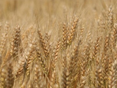 Axereal Complice pšenica Axereal Complice pšenica