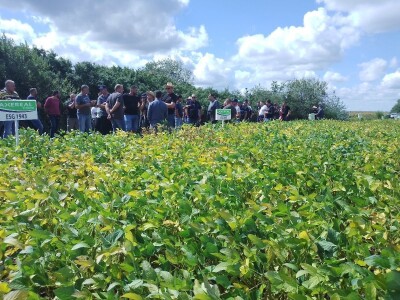 Axereal Dan polja soje