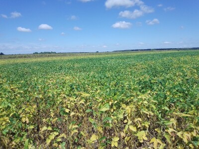 Axereal Dan polja soje