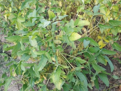 Axereal Dan polja soje