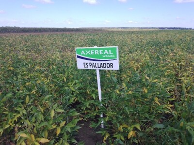 Axereal Dan polja soje