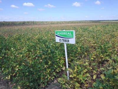 Axereal Dan polja soje