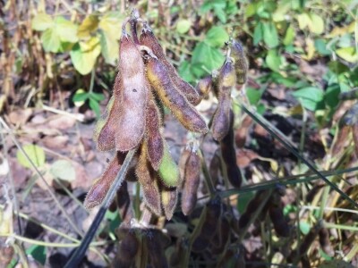 Axereal Dan polja soje