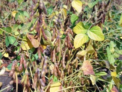 Axereal Dan polja soje