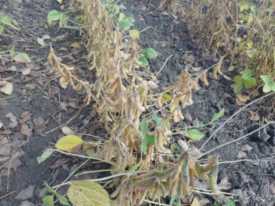 Axereal Dan polja soje