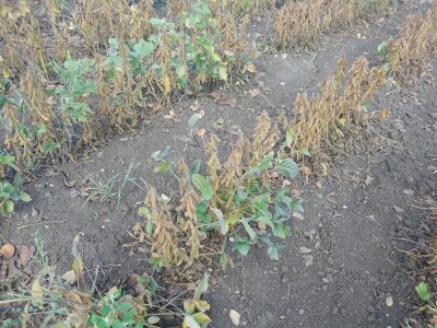 Axereal Dan polja soje