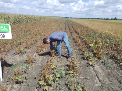 Axereal Dan polja soje