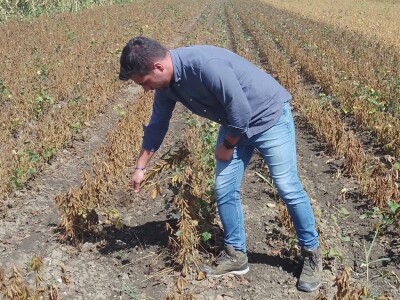 Axereal Dan polja soje