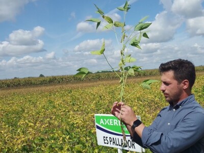 Axereal Dan polja soje