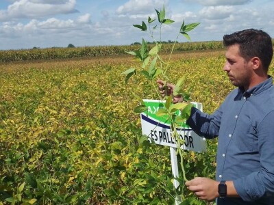 Axereal Dan polja soje