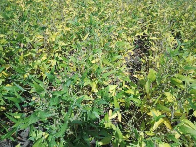 Axereal Dan polja soje