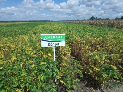 Axereal Dan polja soje