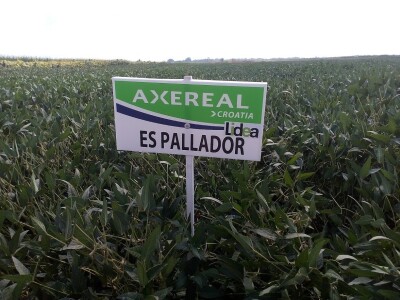 Axereal dan polja soje i suncokreta