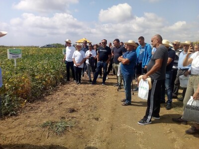 Axereal dan polja soje i suncokreta