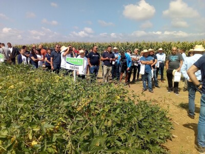 Axereal dan polja soje i suncokreta