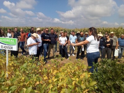 Axereal dan polja soje i suncokreta