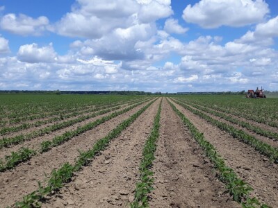 Axereal i kooperanti