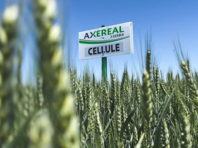 Axereal - sorte pšenice