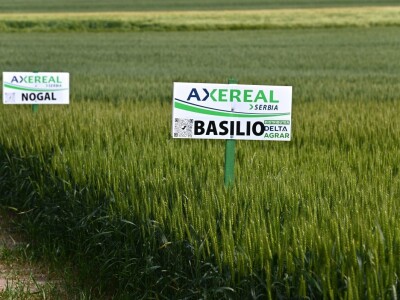 Axereal - sorte pšenice