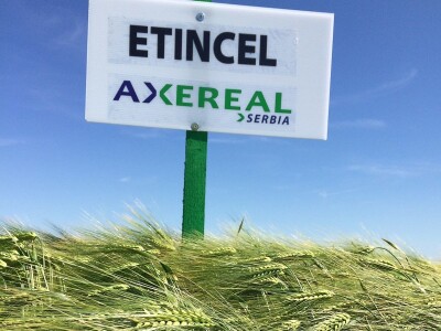 Axereal - sorte pšenice