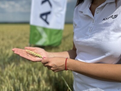 Axereal - sorte pšenice