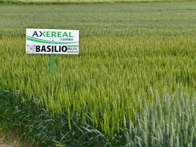 Axereal - sorte pšenice