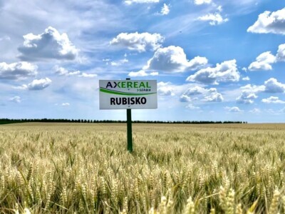 Axereal - sorte pšenice